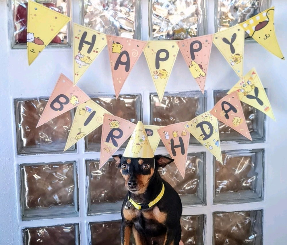 Aniversário de pompompurin
