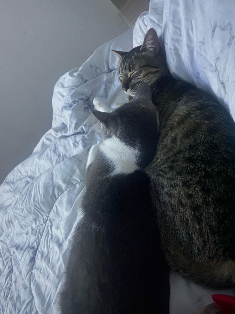 Los bebés lindos