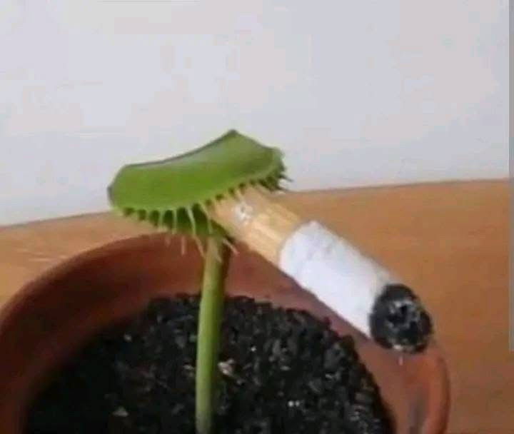 Asi es la vida papito