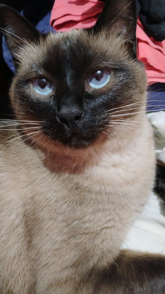 Mi hermosa nena