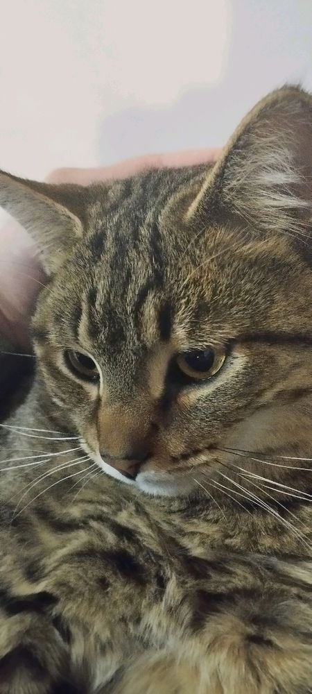 Chimuelo 🐱😍