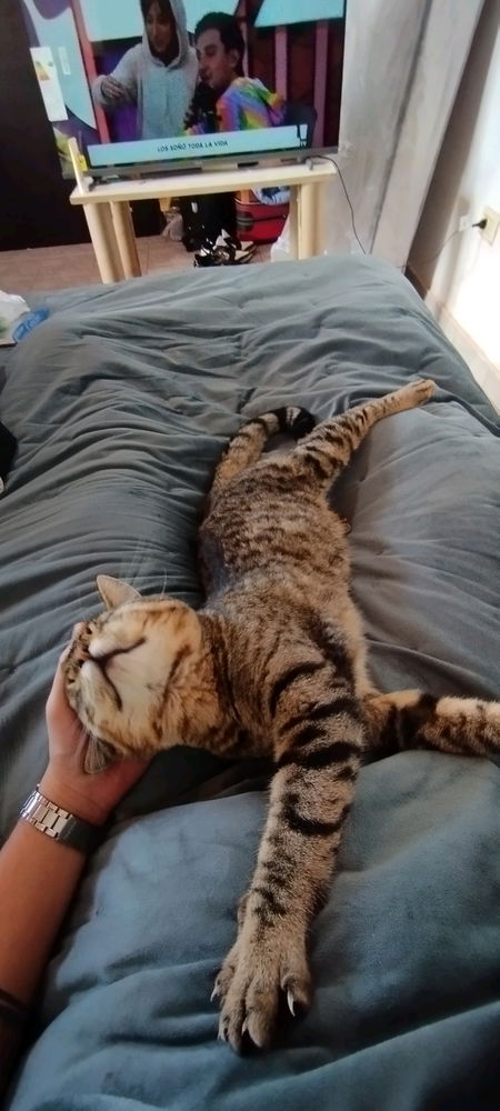 Chimuelo 🐱😍