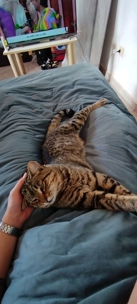 Chimuelo 🐱😍
