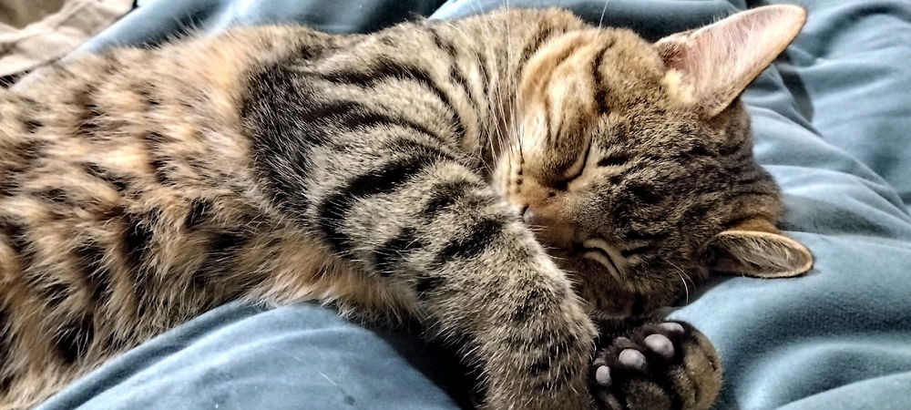 Chimuelo 🐱😍