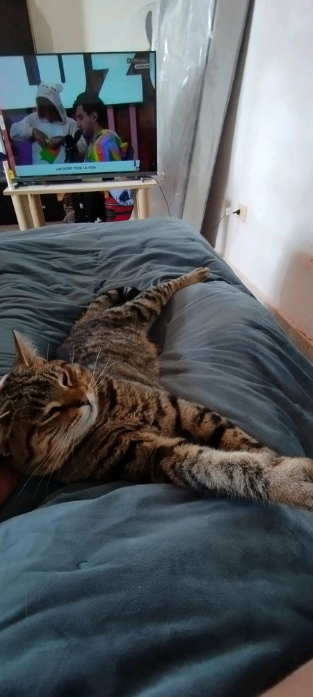 Chimuelo 🐱😍