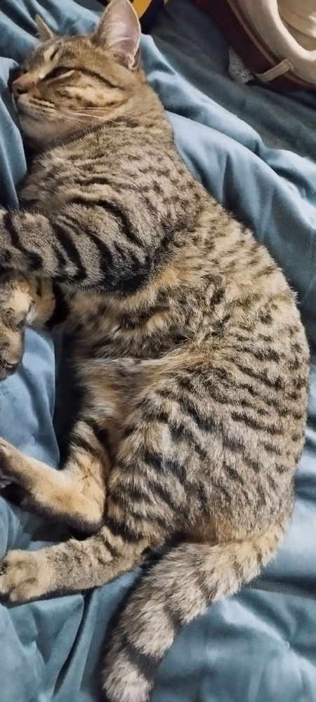 Chimuelo 🐱😍
