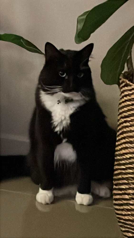 My new model