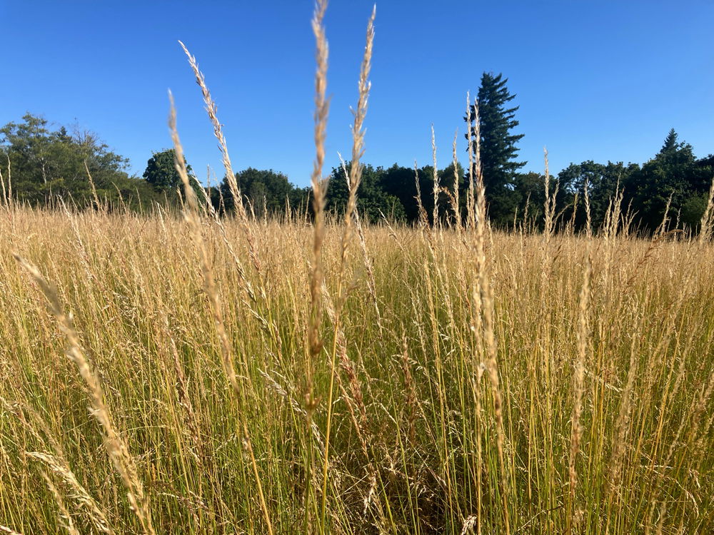 Grass