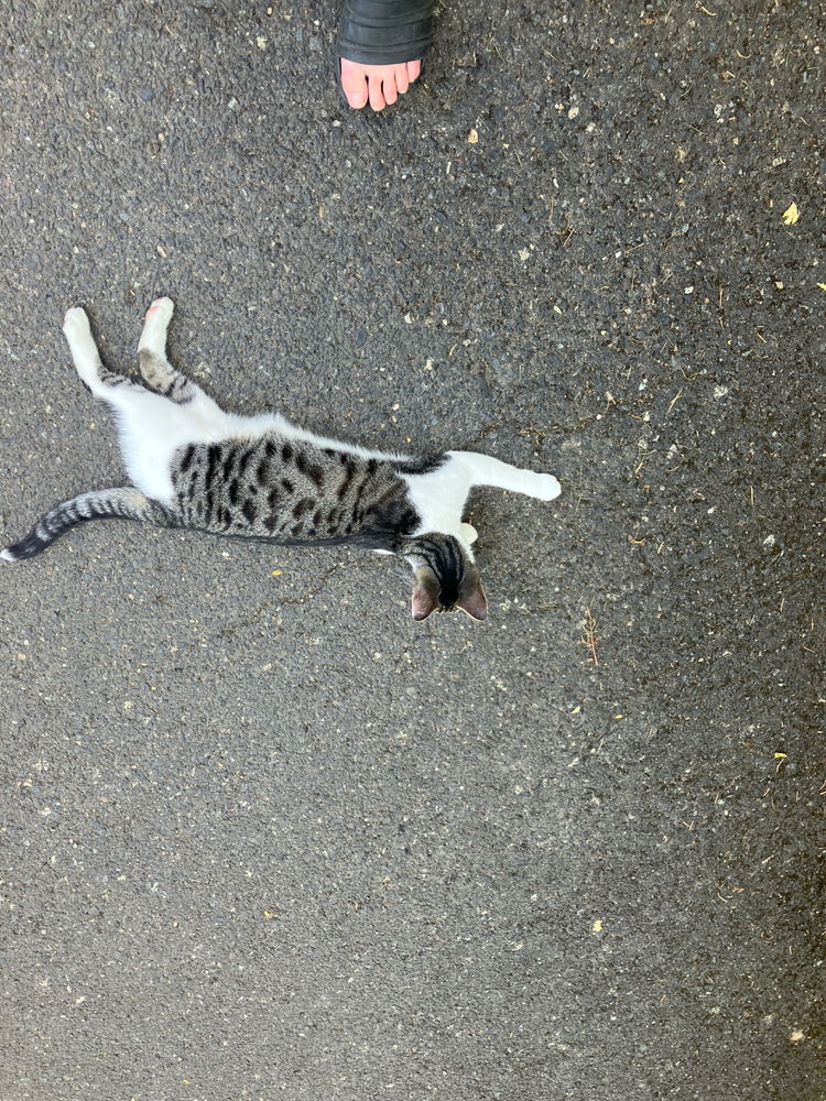 Best cat ever !!!
