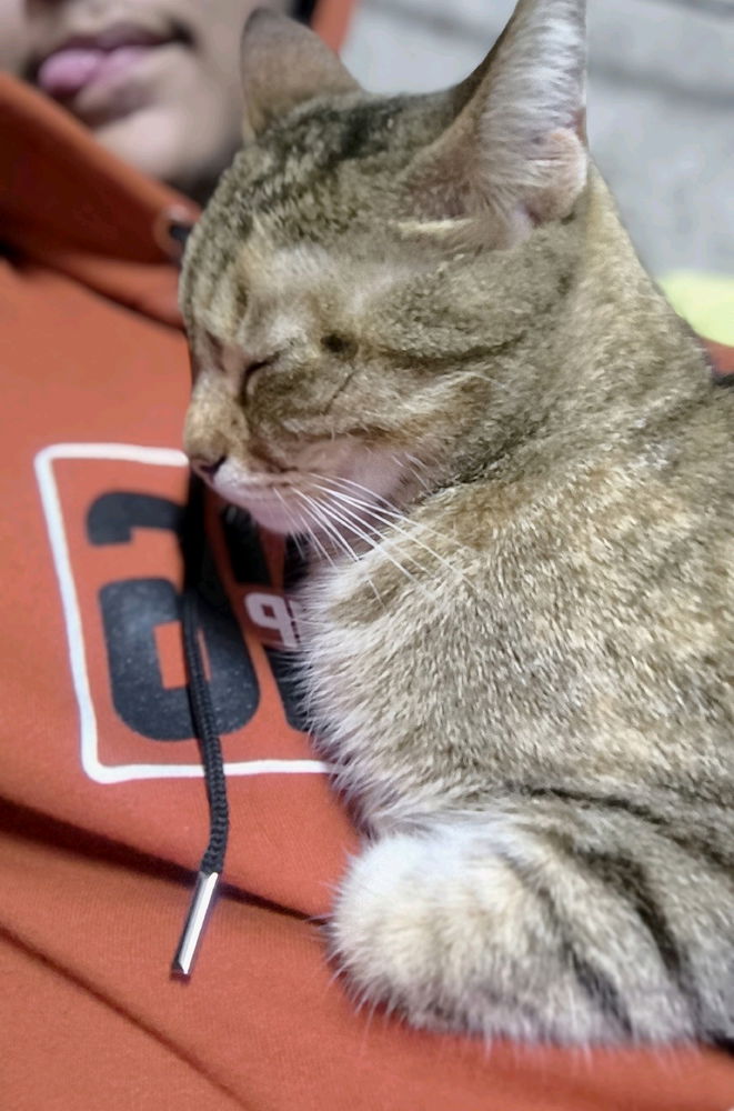 😺😺
