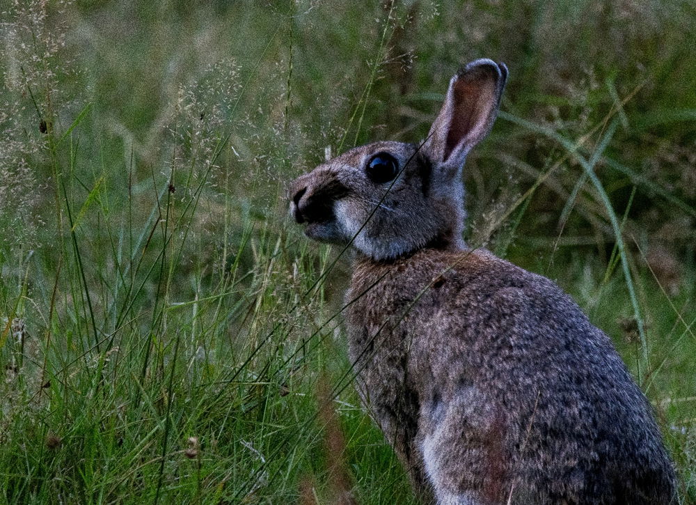 Bunny