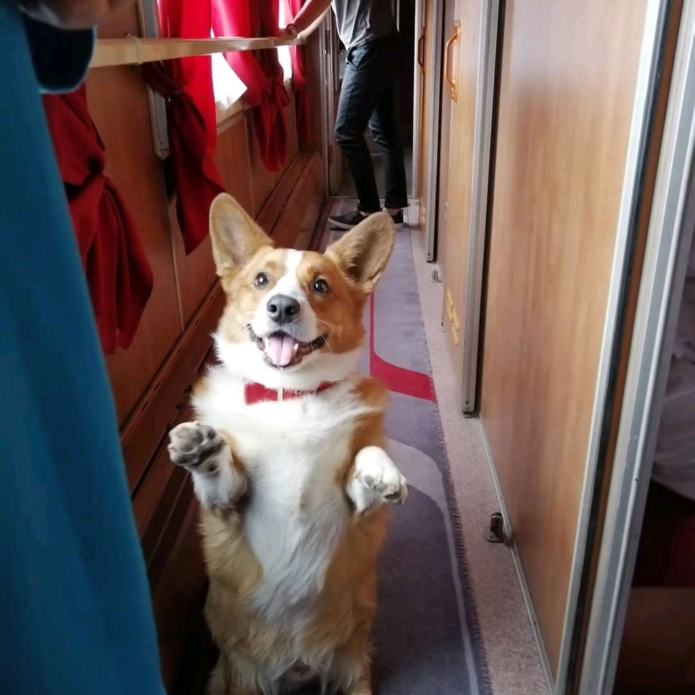 Милоты вам в ленту с утра☕🐶