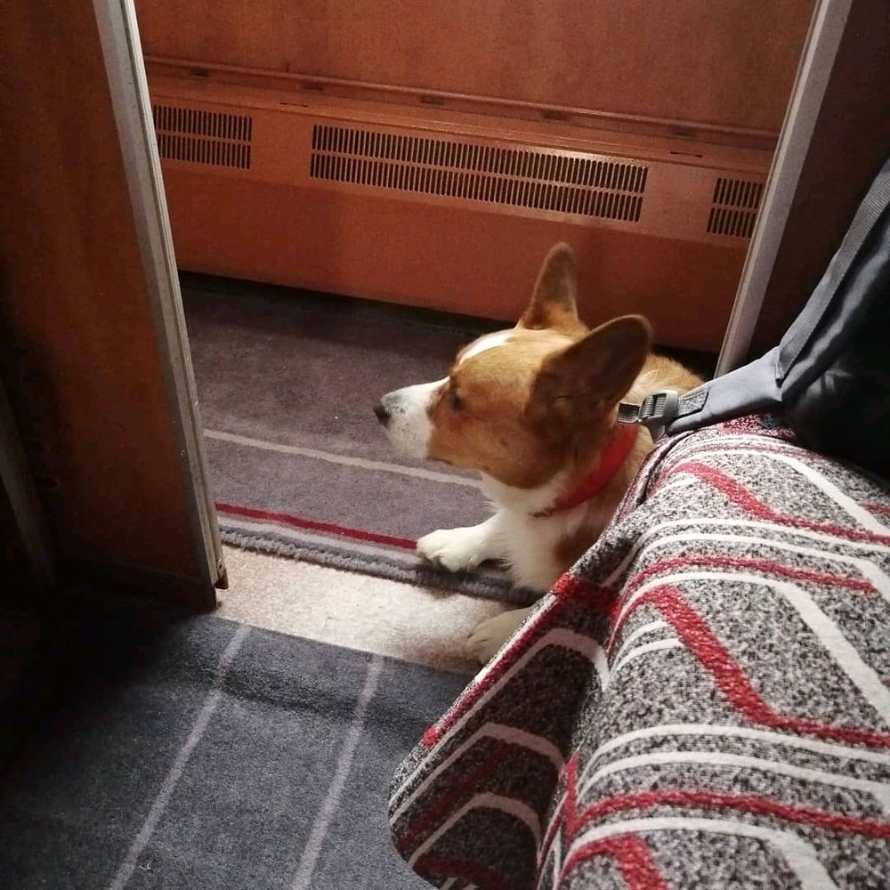 Милоты вам в ленту с утра☕🐶