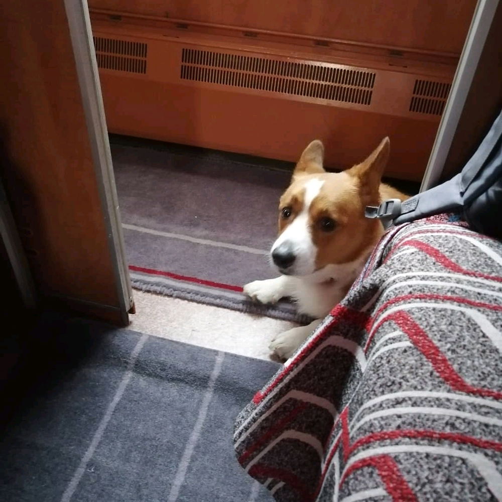 Милоты вам в ленту с утра☕🐶