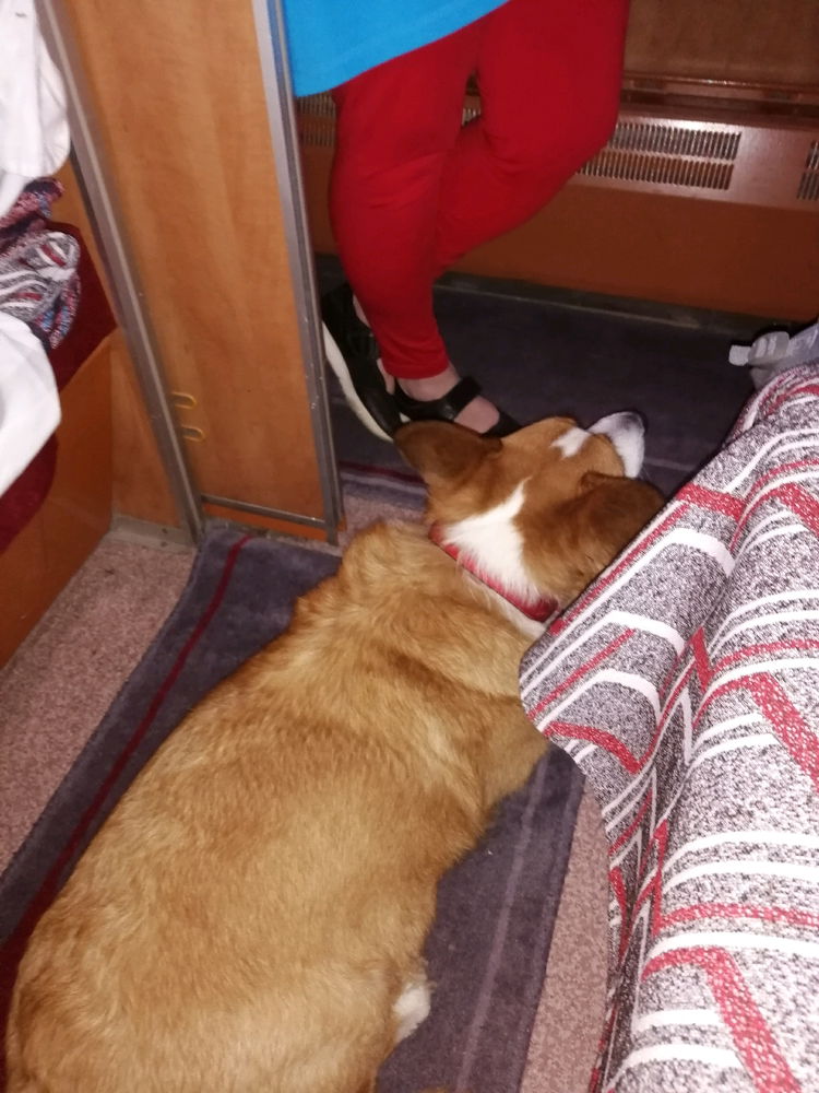 Милоты вам в ленту с утра☕🐶