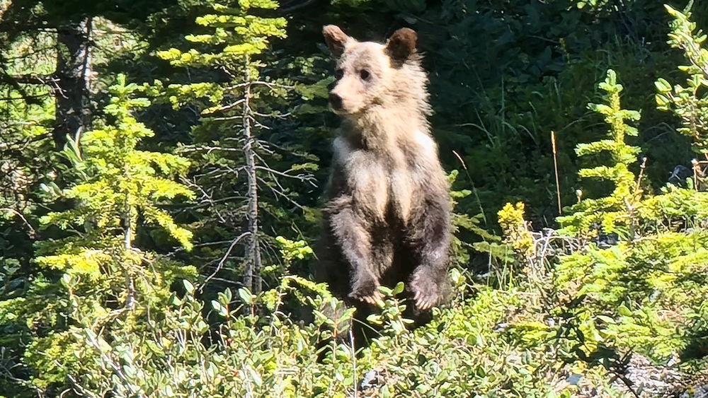 Baby grizzly and mama bear