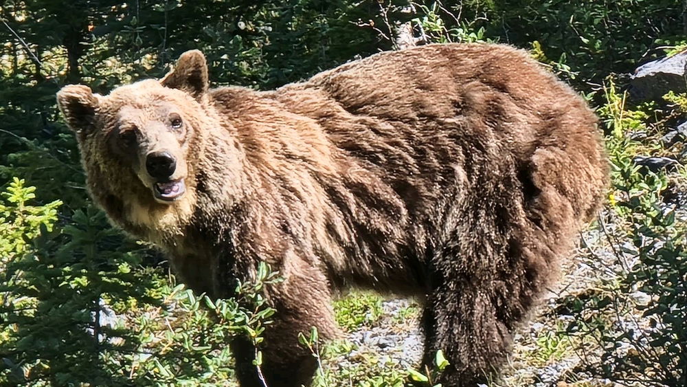 Baby grizzly and mama bear