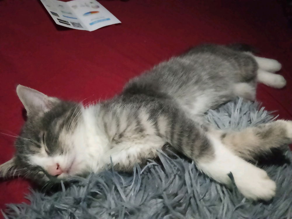 Gato