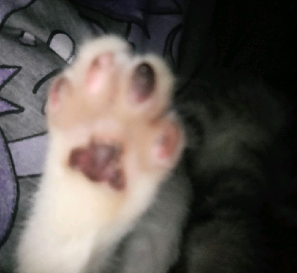 Gato