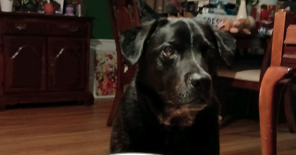My late night buddy