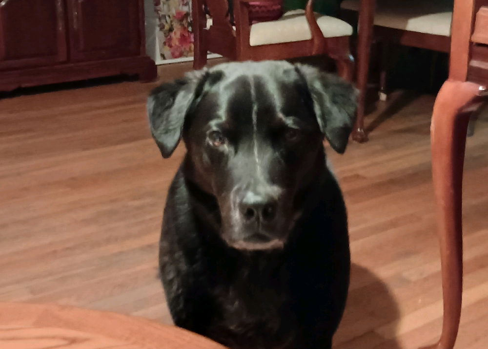 My late night buddy