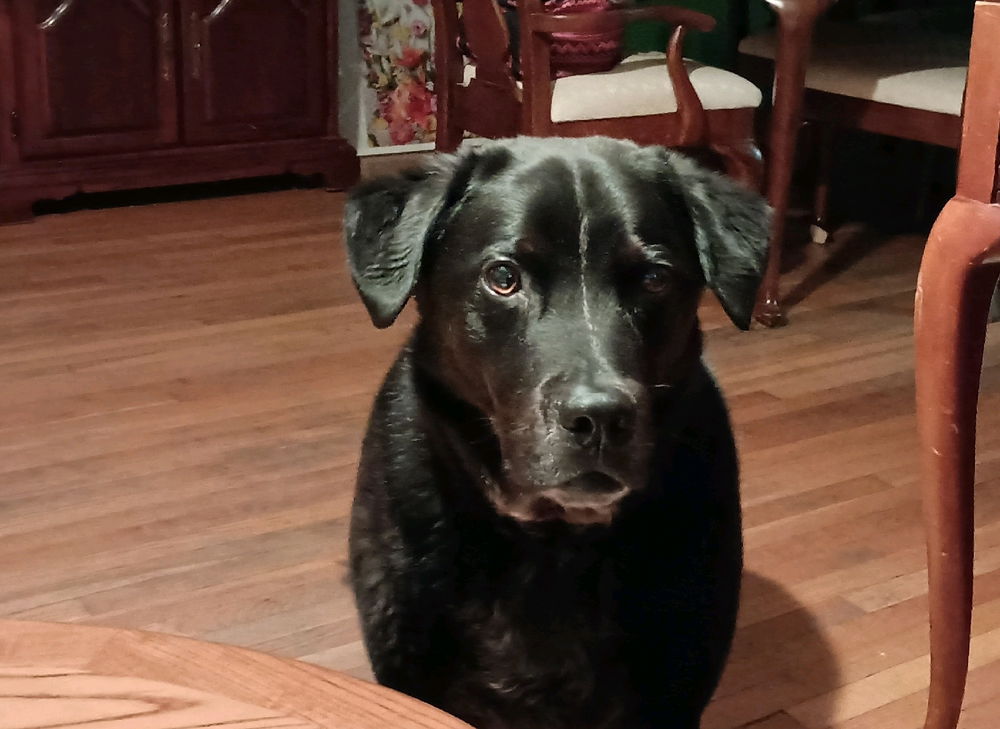 My late night buddy