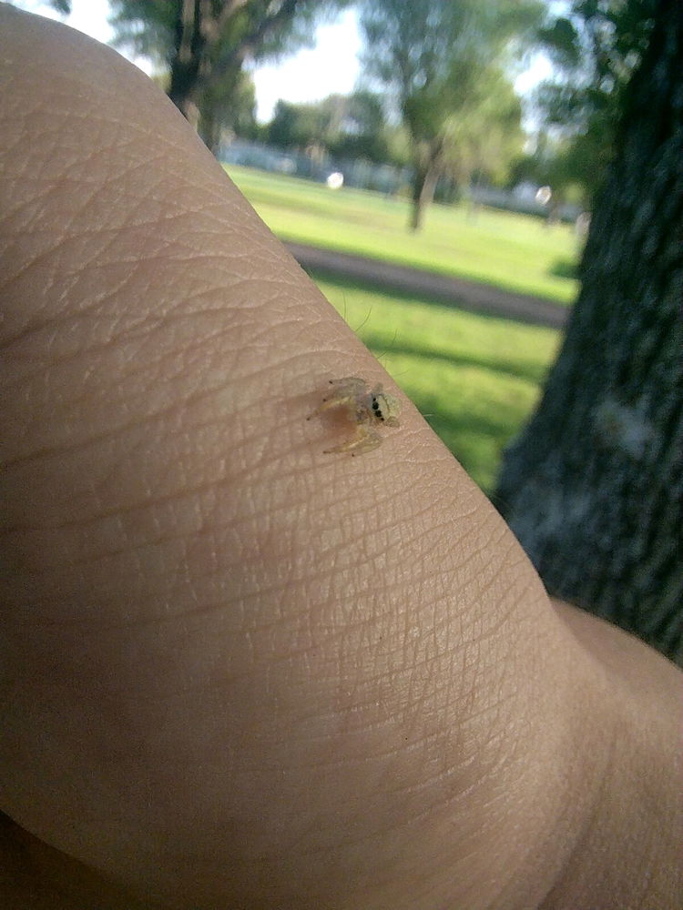 Araña bebe