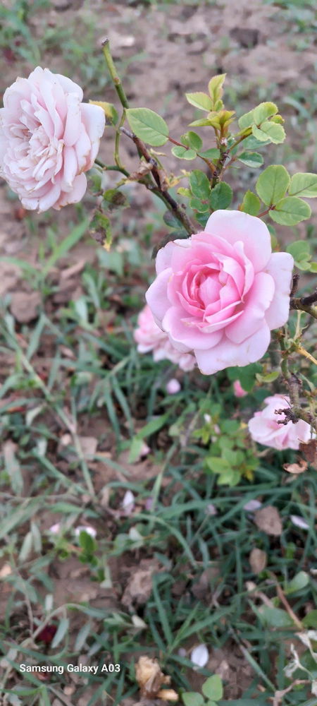 Pink roses.