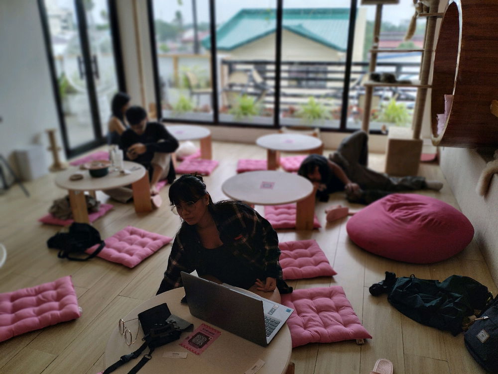 Cat cafe
