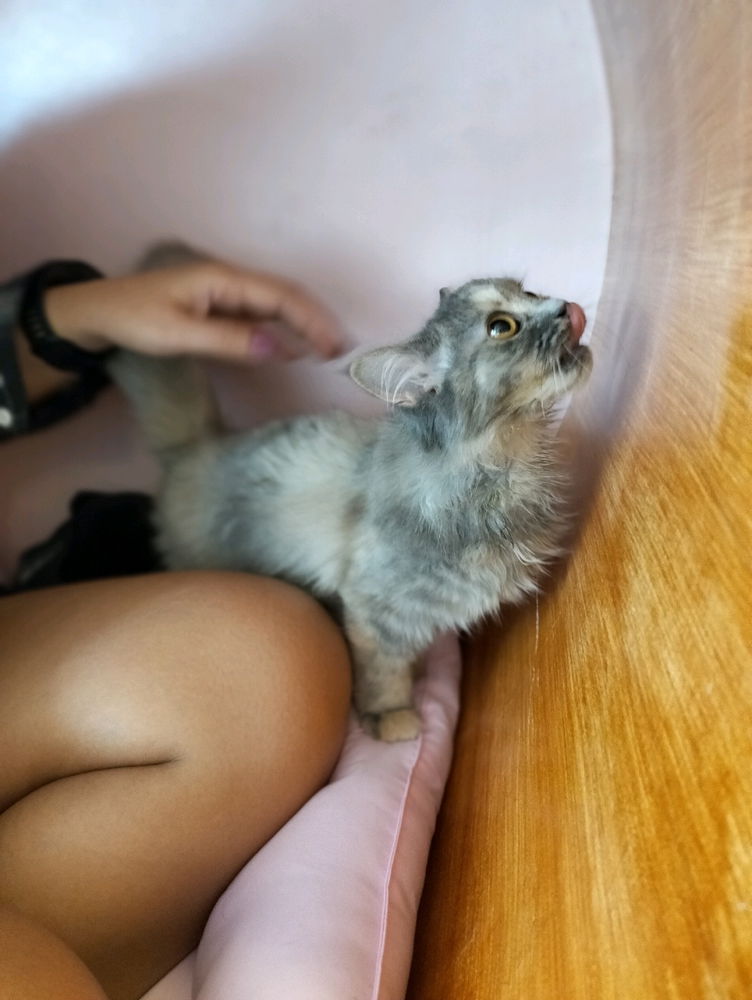 Cat cafe