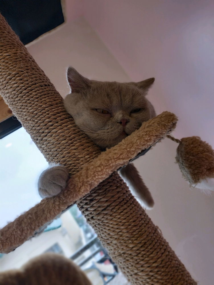 Cat cafe