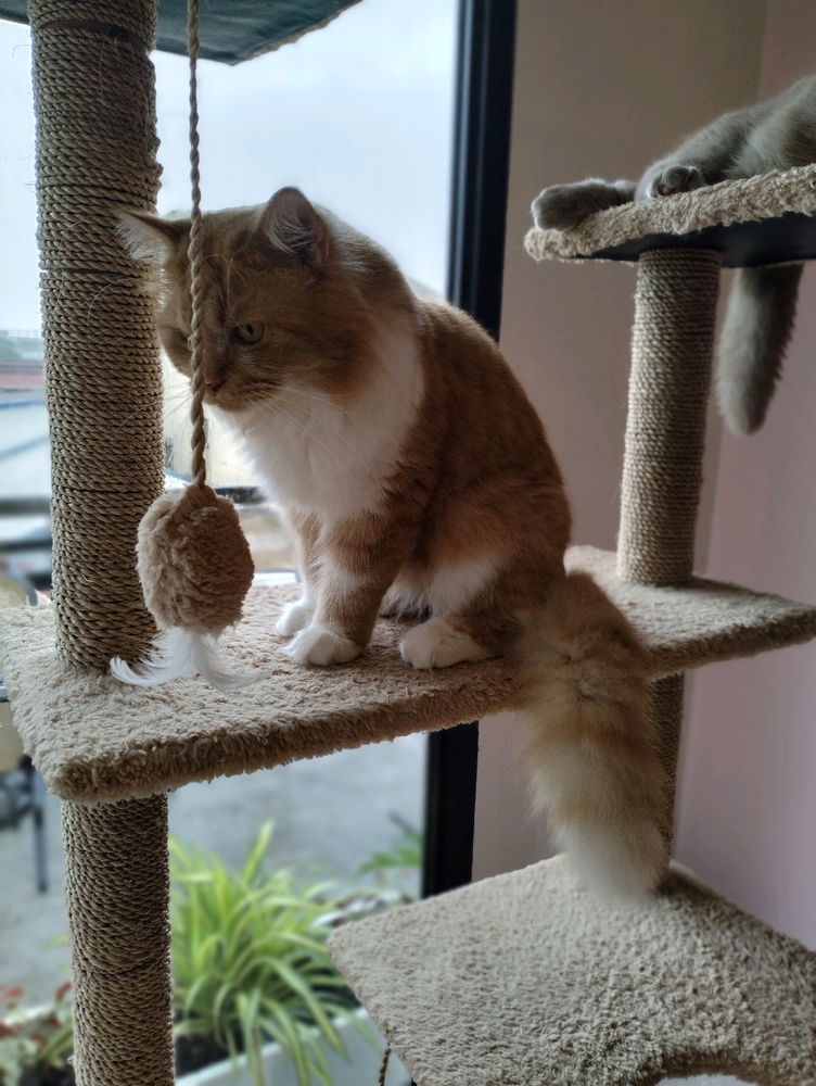 Cat cafe