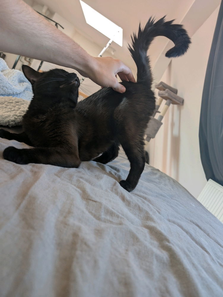 🐈‍⬛
