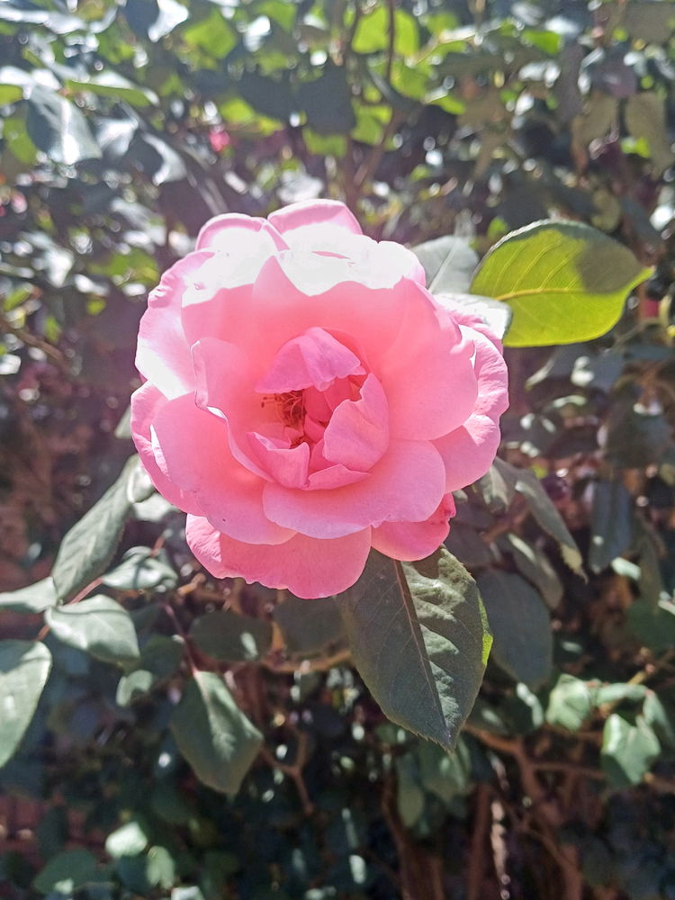 Pink Rose
