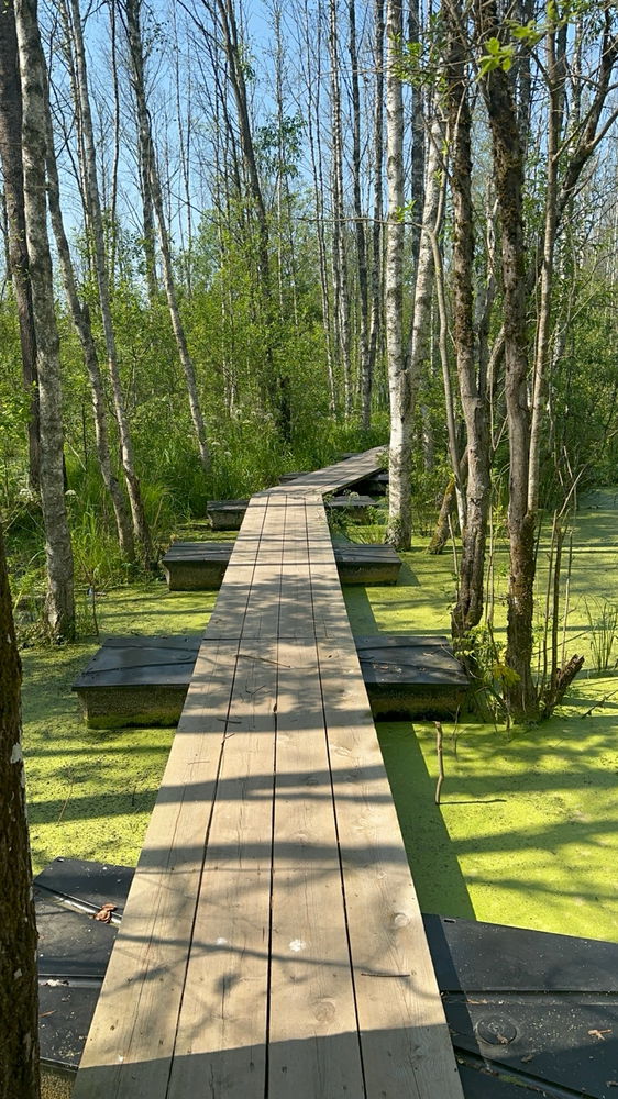 A little walk in the neighbourhood bog