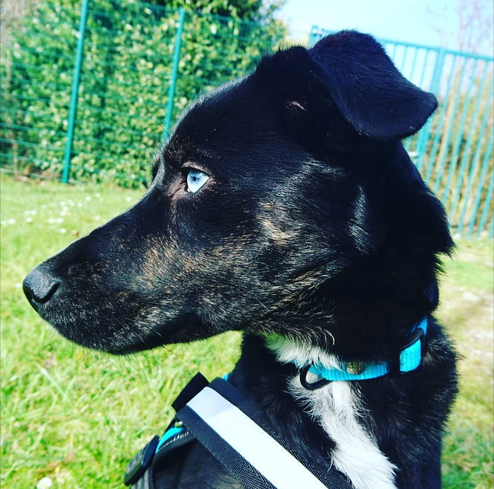 Someone just asked if my dog was blind 🤣 because of his beautiful blue eyes.