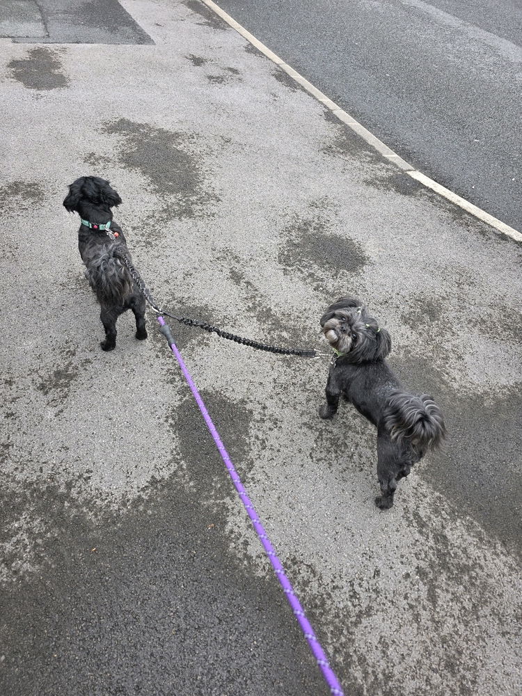 Lost the second leash, so had to make up for both my babies :,)