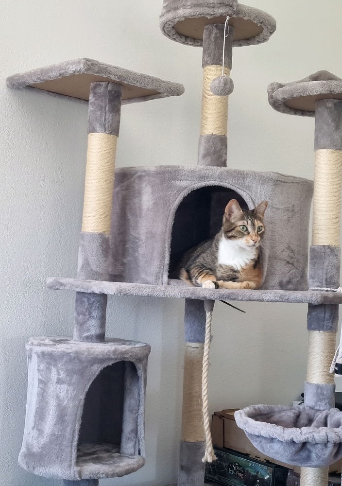 I'm so cute, and I love my cat tree