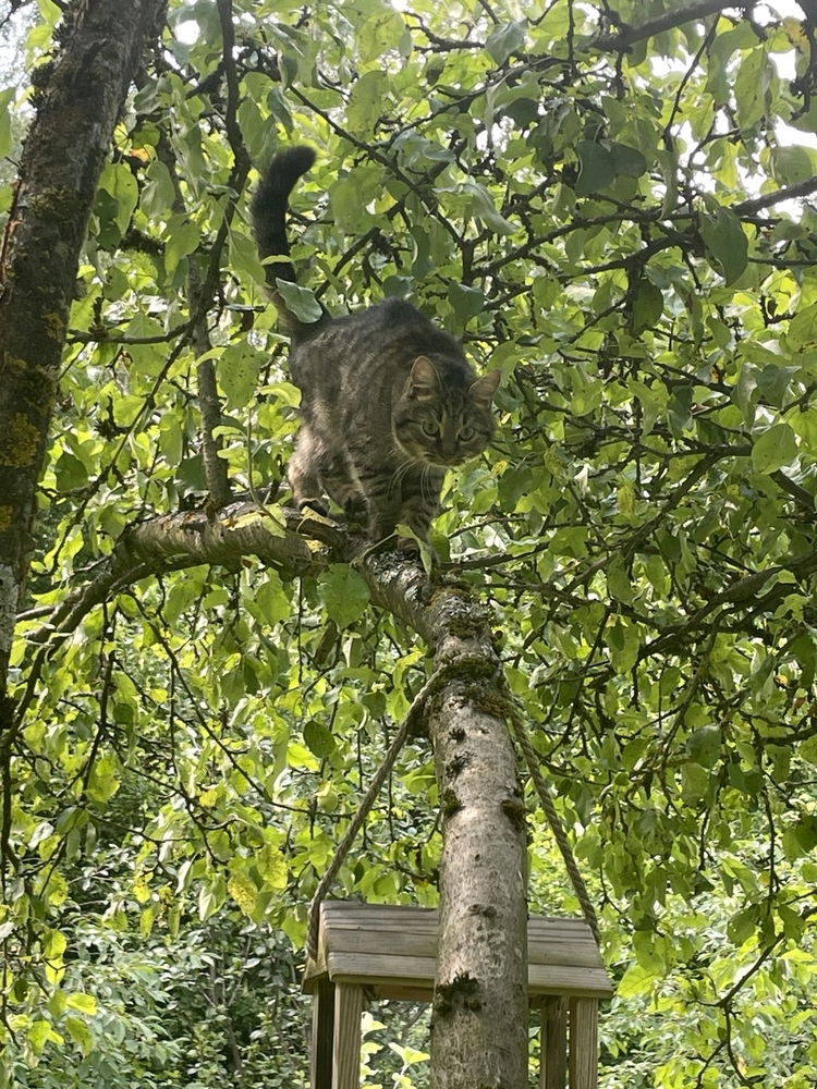 Котик на дереве