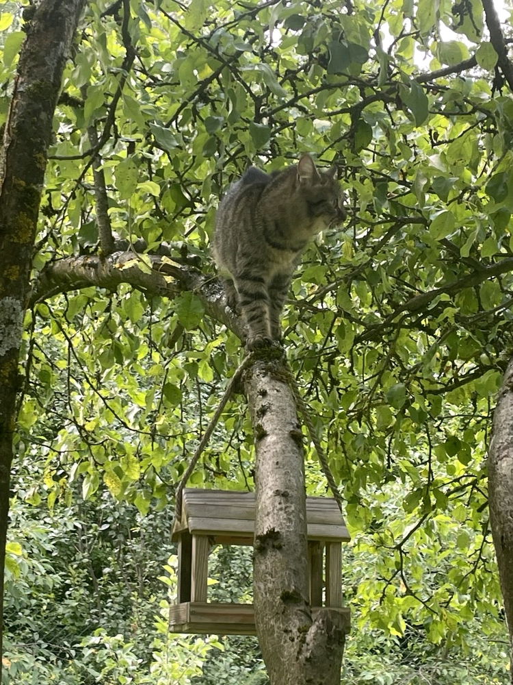 Котик на дереве