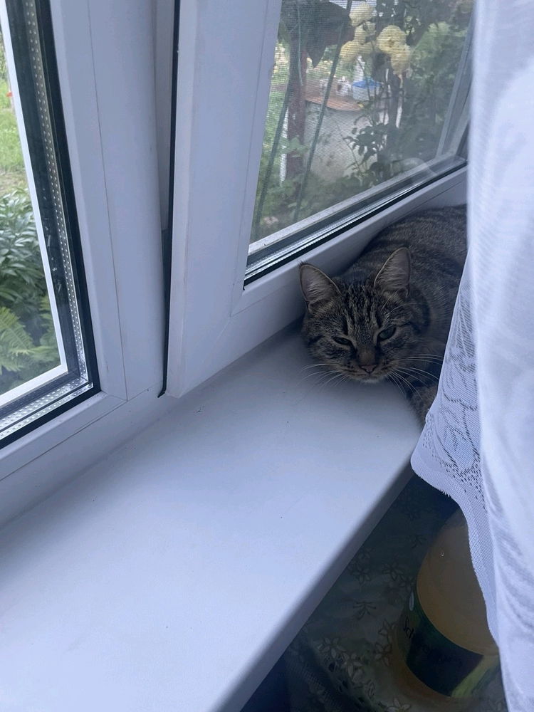 Котик на дереве