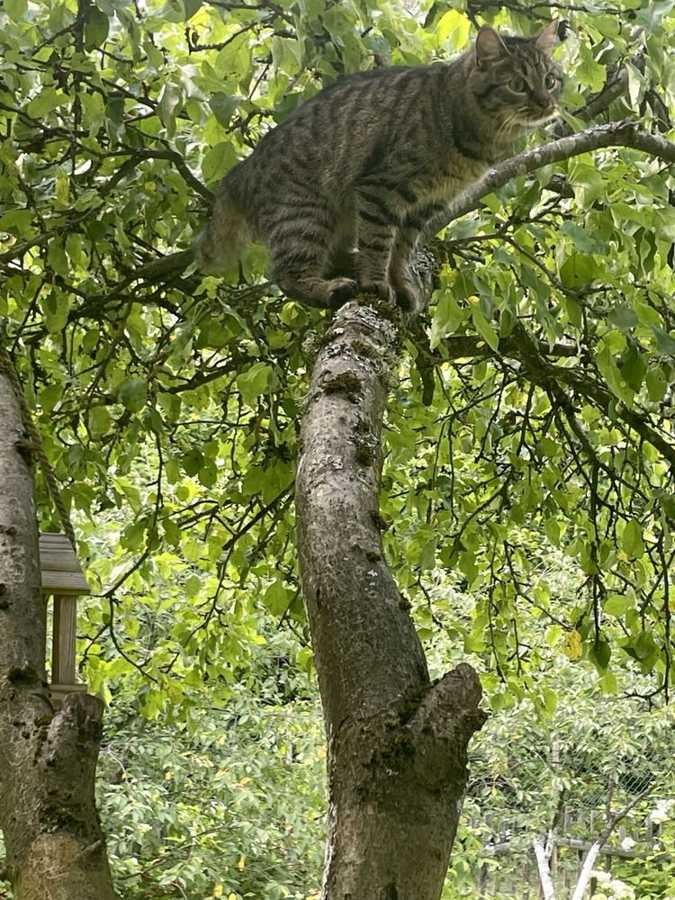 Котик на дереве