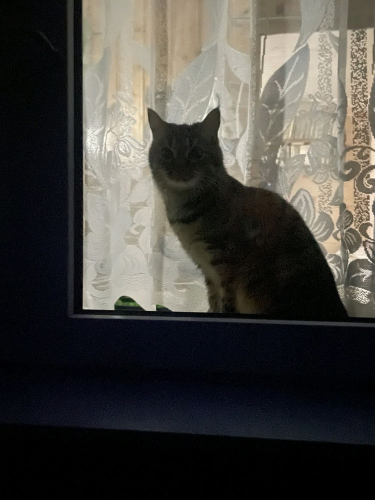 Котик на дереве