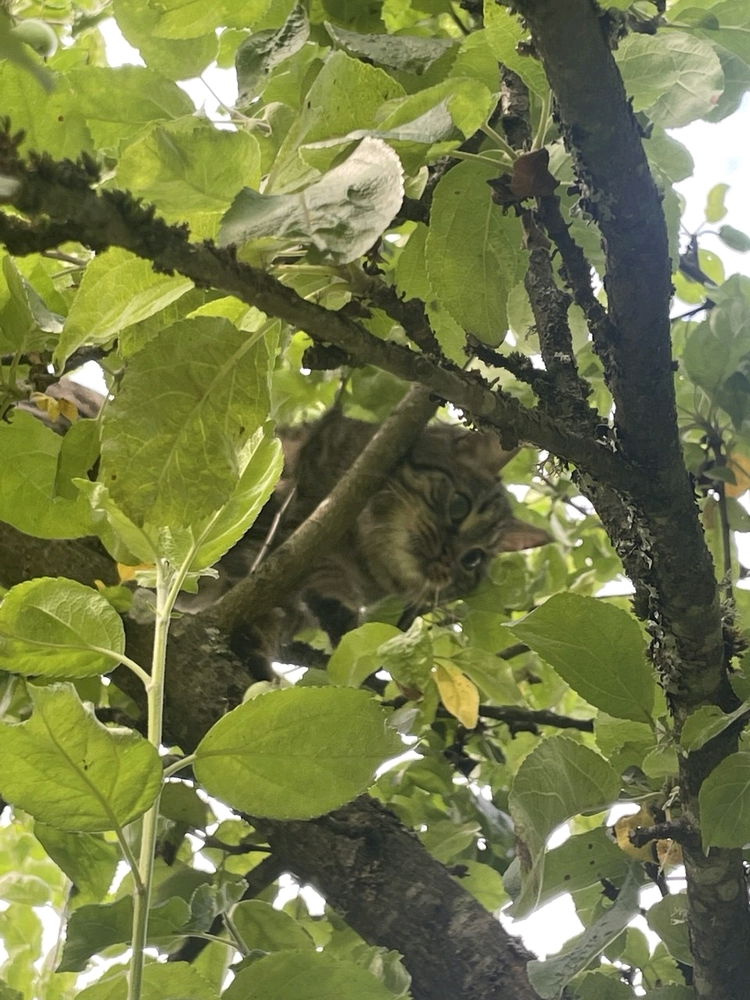 Котик на дереве