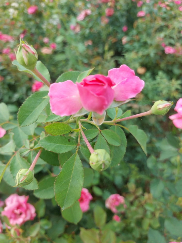 Roses