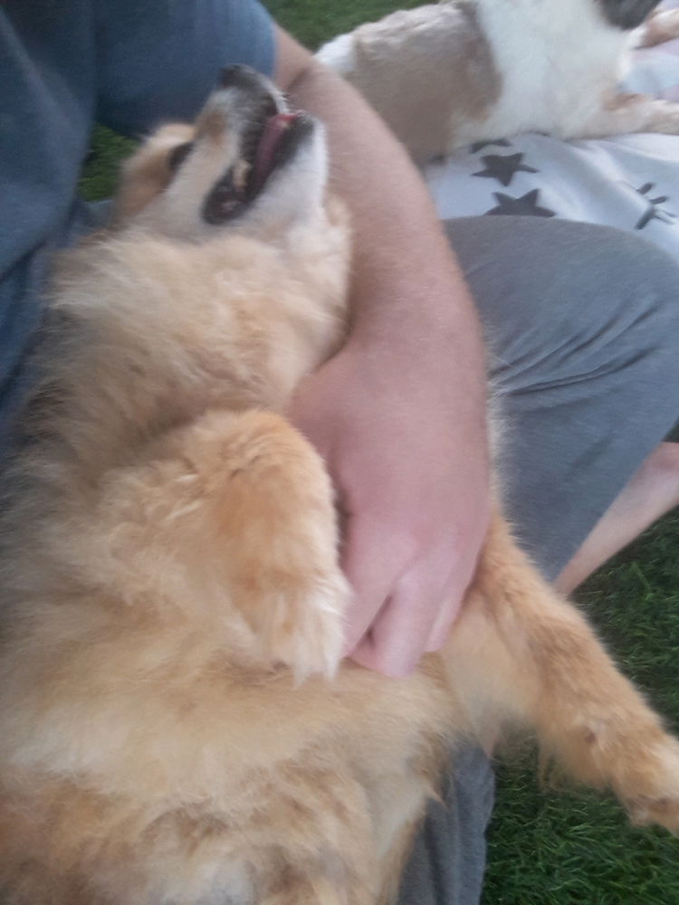 My doggy