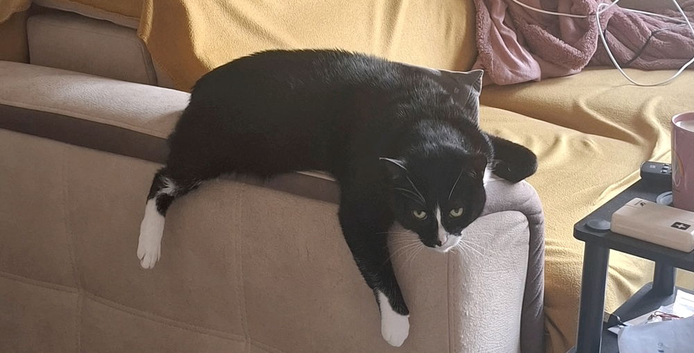 Chat fondu 🥰
