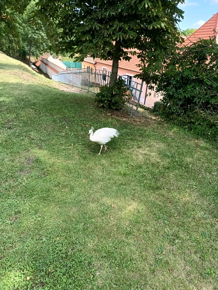 Bílá pávice 😃