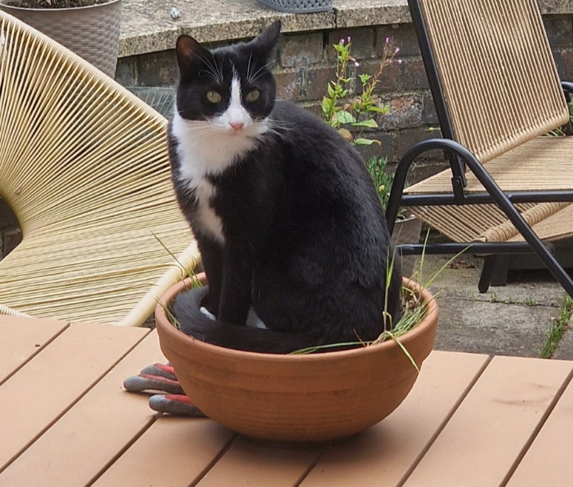 Plant pot
