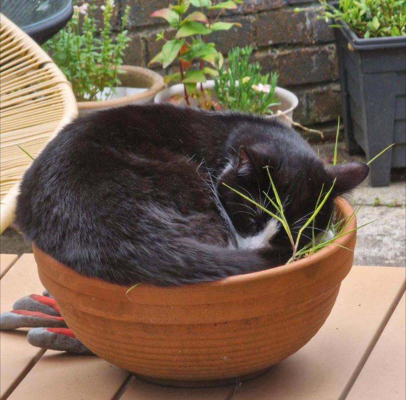 Plant pot